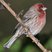 House Finch